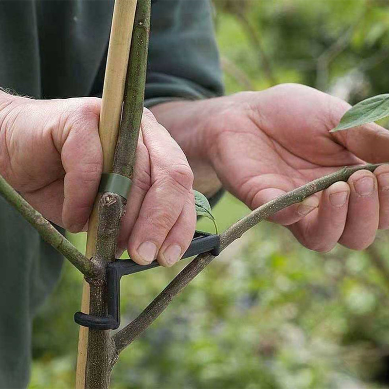 10-30 個果樹クリップ植物つるサポートツイストシェイパー - Bonsai Garden Tools のレビューと価格